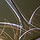 saab 95 pinstriping
